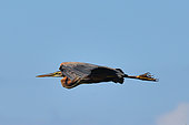 Goliath heron (Ardea goliath) flying. iSimangaliso Wetlands Park. Santa Lucia. Kwazulu Natal. South Africa.