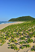 iSimangaliso Wetlands Park. This park, 3 300km² wide, is protecting various lakes and forests along the coast line famous for its beaches. Santa Lucia. Kwazulu Natal. South Africa.