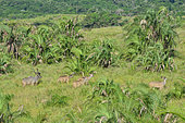 Kudus (Tragelaphus strepsiceros) in the iSimangaliso Wetland Park, Santa Lucia, Kwazulu Natal, South Africa.