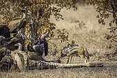 Black backed jackal (Canis mesomelas), white back vulture (Gyps africanus) and Lappet faced Vulture (Torgos tracheliotos) scavenging a dead giraffe in Kruger National park, South Africa