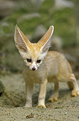 Young fennec fox (Vulpes zerda)