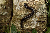 Iule de Zehntner (Zehntnerobolus rubripes) sur l'écorce d'un tronc d'arbre, Andasibe (Périnet), Région Alaotra-Mangoro, Madagascar
