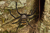 Flat Hunting Spider (Damastes sp) on a tree trunk, Andasibe (Périnet), Alaotra-Mangoro Region, Madagascar