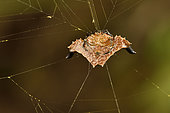 Spider Augusta (Augusta glyphica) ventral side, Andasibe (Périnet), Alaotra-Mangoro Region, Madagascar