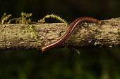 Millipede (Julida sp) on a branch, Andasibe (Périnet), Alaotra-Mangoro Region, Madagascar