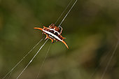 Long-winged Kite Spider (Gasteracantha versicolor) on its web, Andasibe (Périnet), Alaotra-Mangoro Region, Madagascar