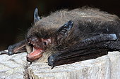 Brandt's Bat (Myotis brandtii)