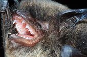 Brandt's Bat (Myotis brandtii)
