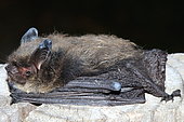 Brandt's Bat (Myotis brandtii)