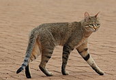 African wildcat (Felis silvestris cafra) walking, Kruger, South Africa