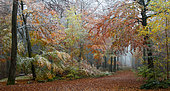 Mixed mountain forest (oaks, pines, beeches, service trees) in autumn in the first snow, Vosges du Nord Regional Nature Park, France