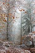 Mixed mountain forest (oaks, pines, beeches, Service tree, larches) in autumn in the fog of the first snow Regional Natural Park of the Northern Vosges, France
