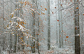 Mixed mountain forest (oaks, pines, beeches, service tree) in autumn in the first snow, Regional Natural Park of Vosges du Nord, France