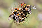 Hoverfly (Phasia aurigera), Vosges du Nord Regional Nature Park, France