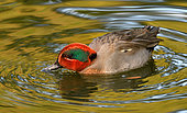 Common Teal (Anas crecca) on the water, Pays de Loire, France