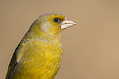 European Greenfinch (Chloris chloris) male perched on a branch, Lower Saxony, Germany