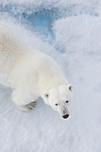 Polar Bear (Ursus maritimus) adult on pack ice, aerial view, Svalbard, Norway