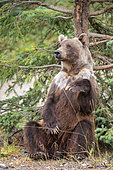 Grizzly Bear (Ursus arctos horribilis) adult sitting and leaning relaxed against tree, British Columbia, Canada