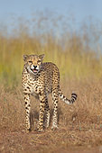 Cheetah (Acinonyx jubatus) captive hissing, Castile-La Mancha, Spain