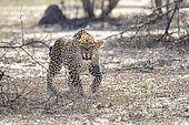 Leopard (Panthera pardus) aggressive adult showing teeth, hissing and threatening, Sabi Sands, South Africa