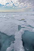 Polar Bear (Ursus maritimus) adult lying on pack ice, Svalbard, Norway