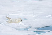 Polar Bear (Ursus maritimus) adult lying on its back on pack ice floe covering its face with its paws, Svalbard, Norway
