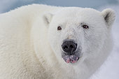 Polar Bear (Ursus maritimus) adult close-up with outstretched tongue, Svalbard, Norway