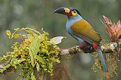 Toucan montagnard (Andigena laminirostris) posé sur une branche sous la pluie, Mindo, Equateur