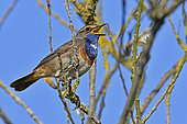 Bluethroat (Luscinia svecica), male on song, Marquenterre Park, Somme Bay, France