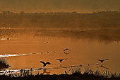Coots (Fulica atra) flying in the morning light, pond at sunrise, Baie de Somme, France