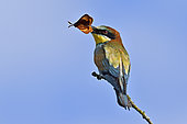 European Bee-eater (Merops apiaster), catching a butterfly for feeding chicks, nesting in the Bourdeuse Valley, Territoire de Belfort, France