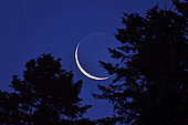 Moonrise through the trees, crescent and ashy moon, France