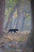 Leopard (Panthera pardus) black panther walking in forest, Kabini, India