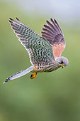 Common Kestrel (Falco tinnunculus) male flying, Baden-Wuerttemberg, Germany