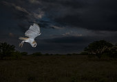 Western Barn Owl (Tyto alba) flying, Texas, USA