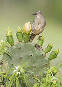 Curve-billed Thrasher (Toxostoma curvirostre) perched on a cactus, Texas, USA