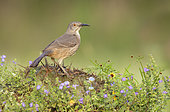 Curve-billed Thrasher (Toxostoma curvirostre) perched on the ground, Texas, USA