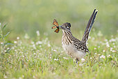 Greater Roadrunner (Geococcyx californianus) with butterfly prey in its beak, Texas, USA