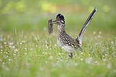 Greater Roadrunner (Geococcyx californianus) with mouse prey in its beak, Texas, USA