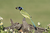Green Jay (Cyanocorax luxuosus), Texas, USA