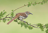 Long-billed Thrasher (Toxostoma longirostre) perched on a branch, Texas, USA