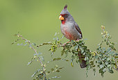 Pyrrhuloxia (Cardinalis sinuatus) male perched on a twig, Texas, USA