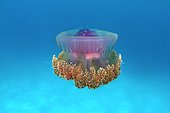 Crown Jellyfish or Cauliflower Jellyfish (Cephea cephea), Indian Ocean, Maldives, Asia