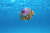 Crown Jellyfish or Cauliflower Jellyfish (Cephea cephea), Indian Ocean, Maldives, Asia