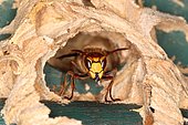 Hornet (Vespa crabro), worker at the entrance to the nest, North Rhine-Westphalia, Germany