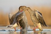 Greylag geese (Anser anser), territorial fight, two dominant males, Kiskunság National Park, Hungary, Europe