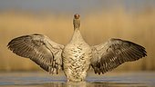 Greylag goose (Anser anser), gander flapping wings, display behaviour, Kiskunság National Park, Hungary, Europe