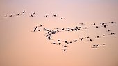 Greater flamingos (Phoenicopterus roseus), flock of flamingos flying, evening sky, Camargue, Southern France, France, Europe