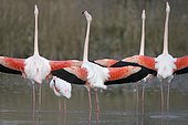 Greater flamingos (Phoenicopterus roseus), several birds with outstretched wings, group courtship, Camargue, Southern France, France, Europe
