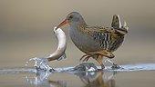 Water Rail (Rallus aquaticus), in water with a caught fish in its beak, Kiskunság National Park, Hungary, Europe